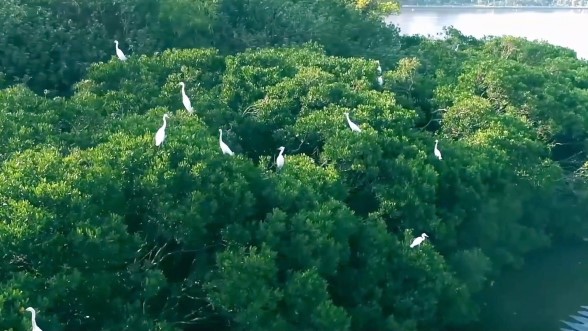 筼筜湖：廈門(mén)生態(tài)治理的典范